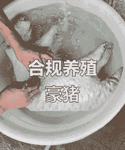 豪猪怎么养殖技术