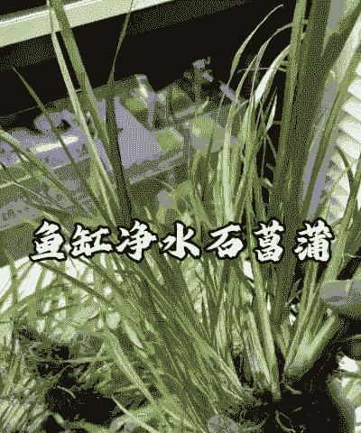 菖蒲盆景怎么养殖