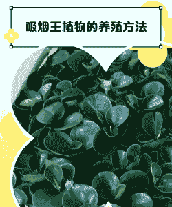 烟鬼植物怎么养殖