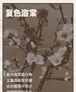 复色海棠怎么养殖