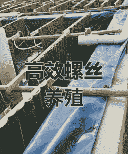 螺蛳怎么养殖技术