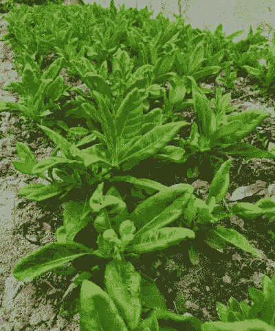 明月草怎么养殖