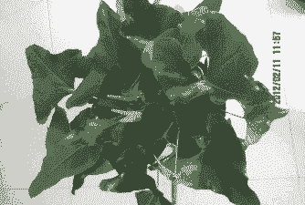 绿国王怎么养殖