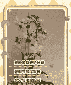 泰国茉莉怎么养殖