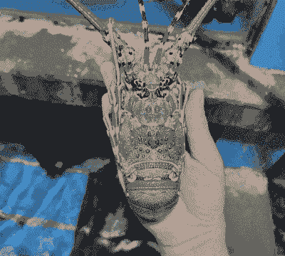 青龙虾怎么养殖