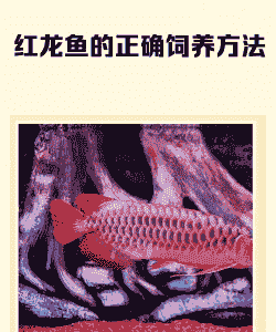 红龙鱼怎么养殖