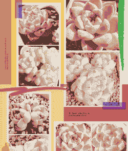 阿尔巴佳人怎么养殖