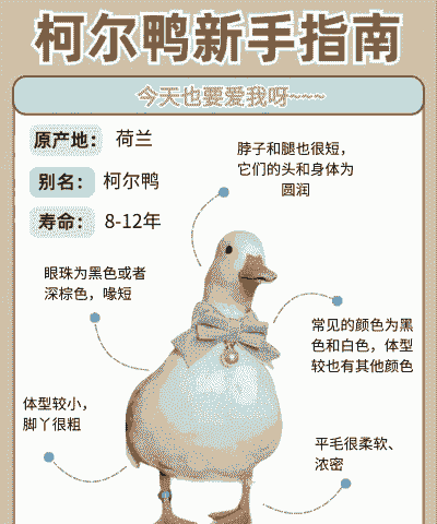 鸭子怎么养殖技术