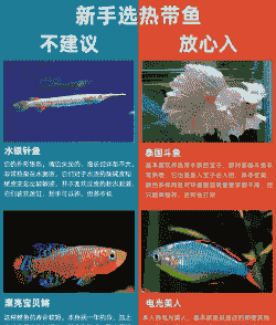 热带小鱼怎么养殖