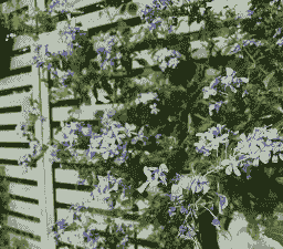 红雪花怎么养殖