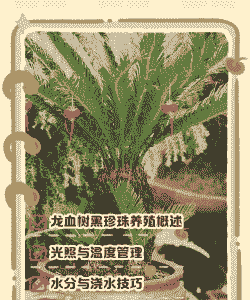 黑珍珠怎么养殖