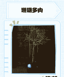 珊瑚多肉植物怎么养殖