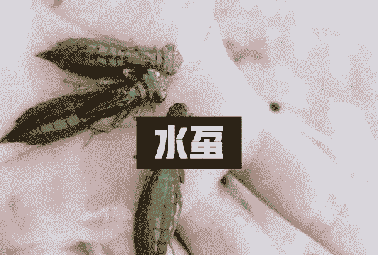 水蜻蜓怎么养殖