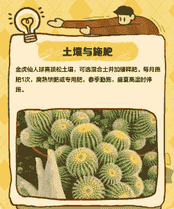 金虎仙人球怎么养殖