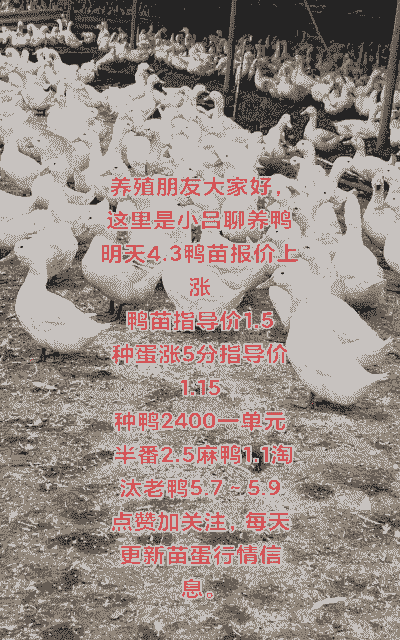 养殖鸭子怎么销售