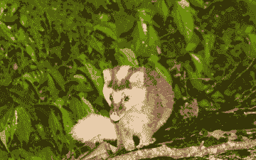 鼬獾怎么养殖吃什么