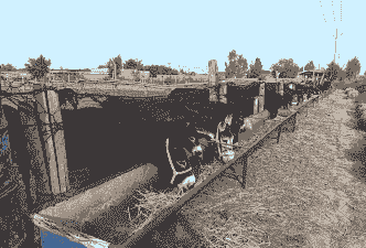 养殖肉驴怎么销售