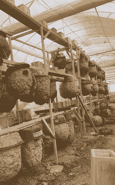 马蜂窝怎么养殖