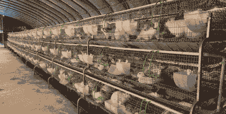 笼养兔子怎么养殖好