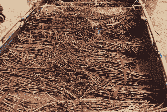 金蝉养殖怎么样