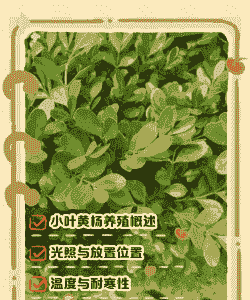 小叶黄杨怎么养殖