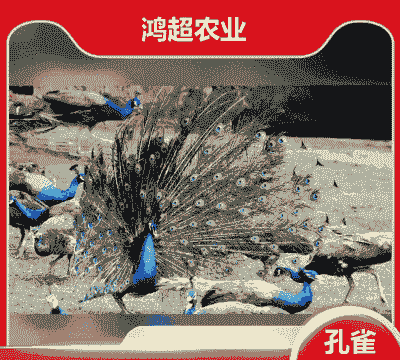 养殖蓝孔雀怎么销售