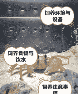 北方螃蟹怎么养殖方法