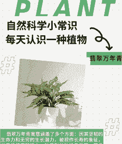 绿翡翠怎么养殖方法