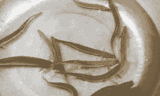 泥鳅养殖怎么防鸟