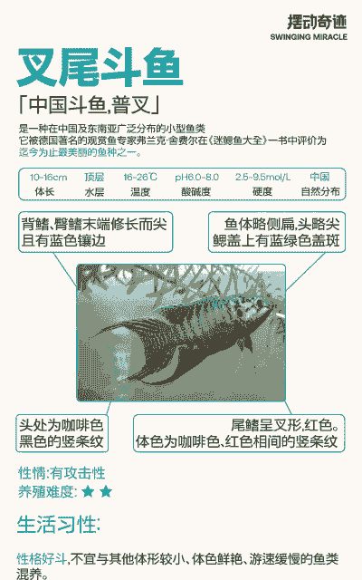 叉尾鱼怎么养殖