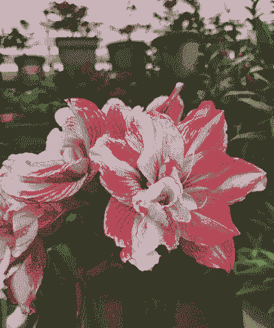 安吉拉怎么养殖