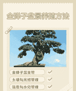 金弹子盆景怎么养殖