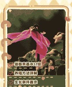 迎客来花怎么养殖