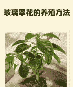 玻璃脆花怎么养殖