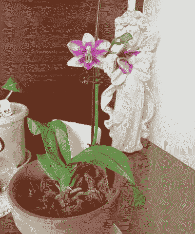 紫钻花怎么养殖