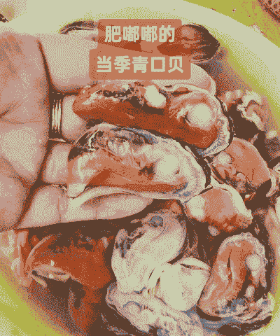 青口贝怎么养殖