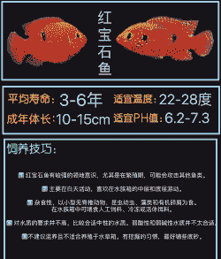 观赏小红鱼怎么养殖