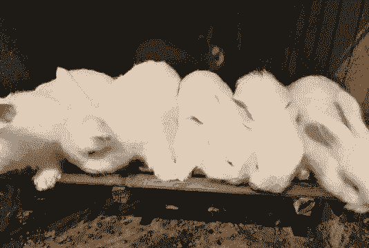 长毛兔怎么养殖