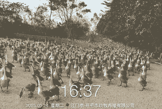 马冈鹅怎么养殖