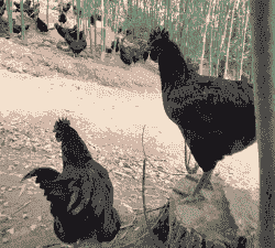 黑垚乌鸡怎么养殖