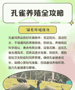 养殖孔雀怎么销售渠道