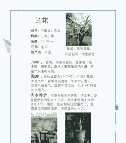 美国兰花怎么养殖技术