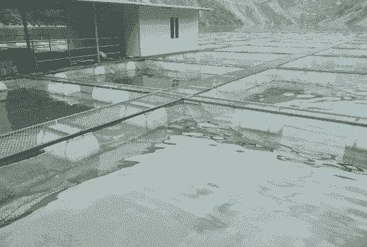 网箱养殖鲤鱼怎么钓