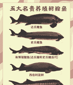 鲟鳇鱼怎么养殖