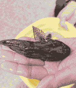 土步鱼怎么养殖