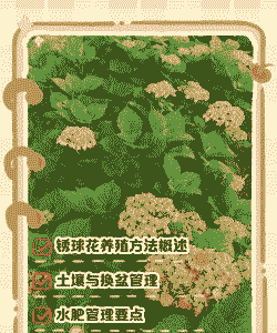变色球花怎么养殖