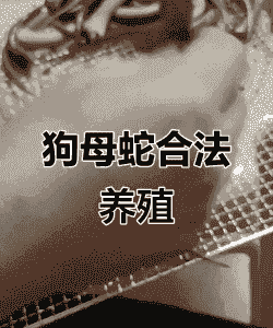 狗婆蛇怎么养殖