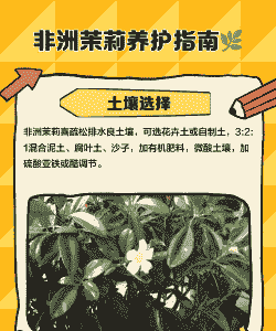 非洲茉莉怎么养殖方法