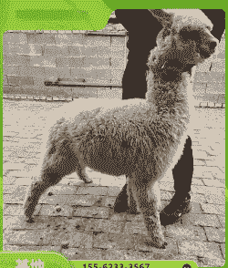 羊驼怎么养殖技术