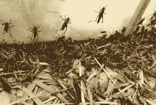 养殖蚂蚱怎么销售渠道